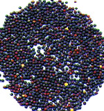 canola oil seed