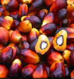 palm oil 